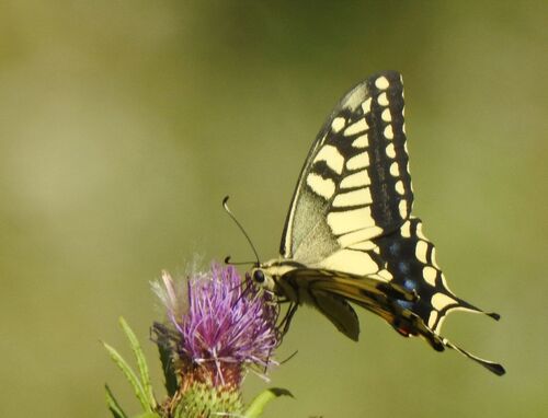 Old World Swallowtail