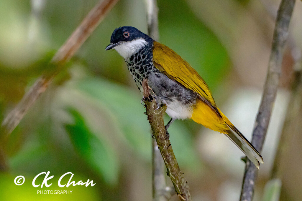Scaly-breasted Bulbul photo