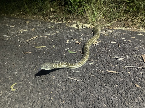 Coastal Carpet Python sighting