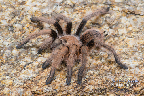 Desert Blonde Tarantula