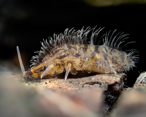 Orchesella villosa (C.von Linné, 1767)