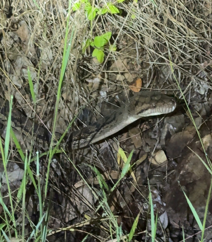 Australian Scrub Python sighting