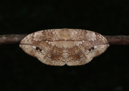 Sphingognatha asclepiades C.Felder & R.Felder, 1874