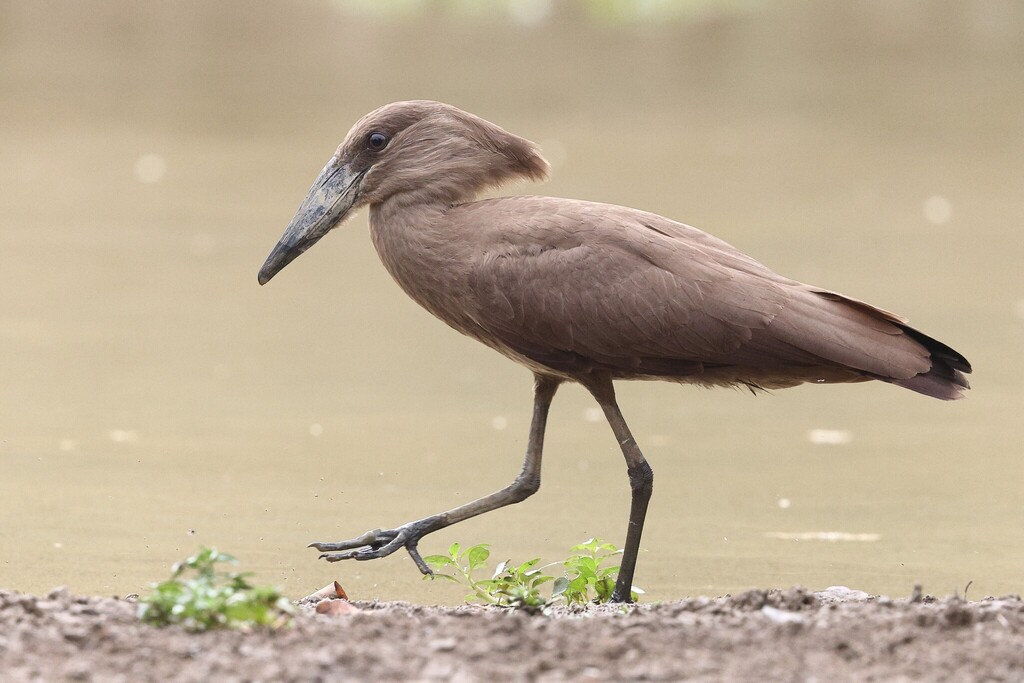 Hamerkop photo