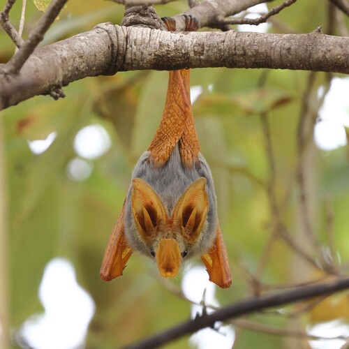 Yellow-winged Bat