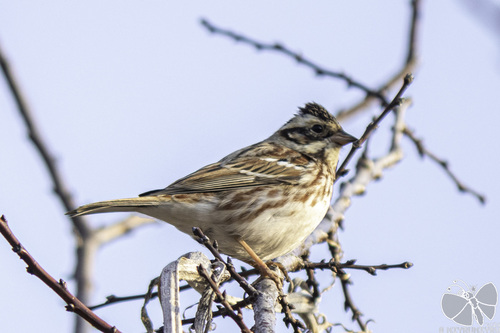 Rustic Bunting