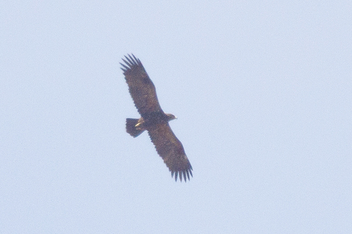 Steppe Eagle