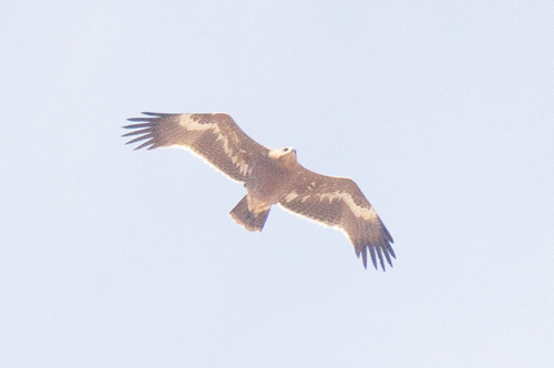 Steppe Eagle