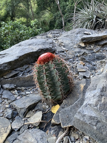 Melocactus levitestatus