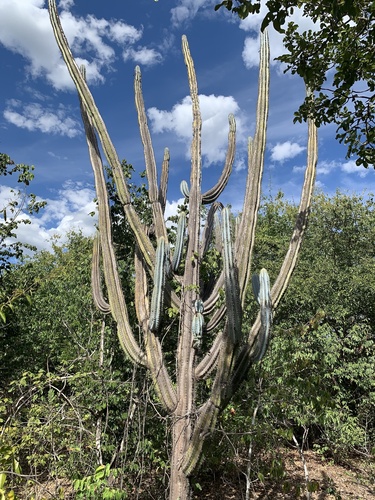 Pilosocereus pachycladus