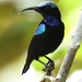 Black Sunbird - Photo (c) andhy ps, all rights reserved, uploaded by andhy ps