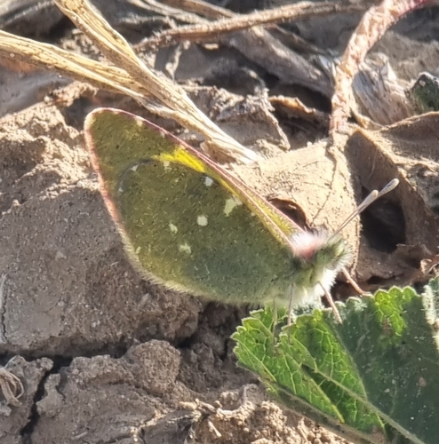 Greenish Black-tip
