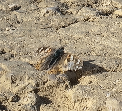 Painted Lady