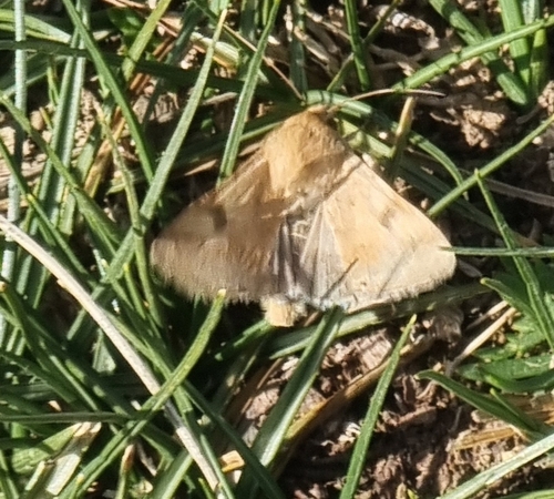 The Bordered Straw