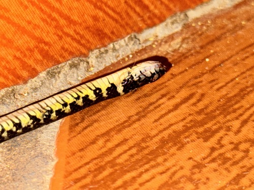 Military Ground Snake