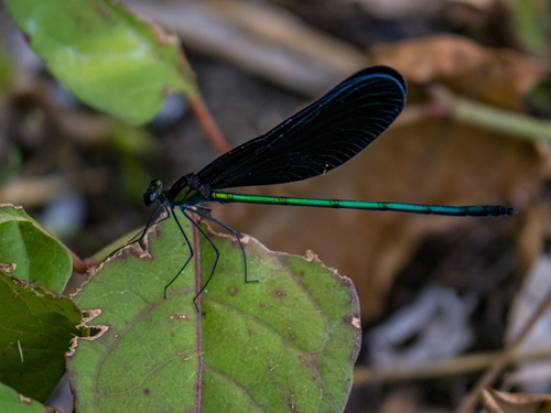 Atrocalopteryx atrata