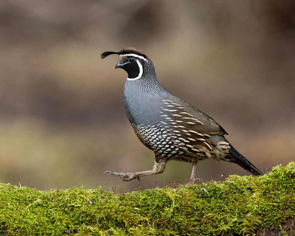 California Quail from Metro Vancouver, BC, Canada on February 25, 2025 ...