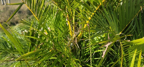Areca Palm