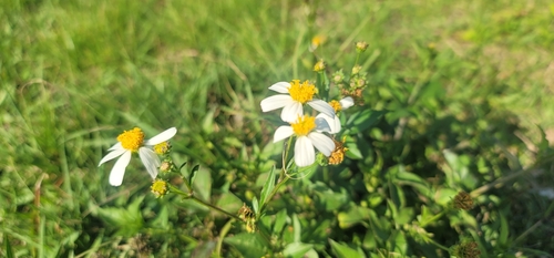 White beggarticks