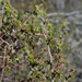 Cliffortia ramosissima - Photo (c) Chris Whitehouse, todos os direitos reservados, uploaded by Chris Whitehouse