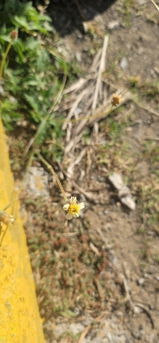 Tridax Daisy