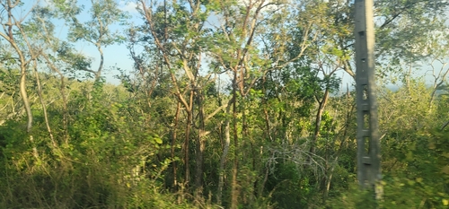 Gumbo Limbo