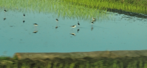 Black-necked Stilt