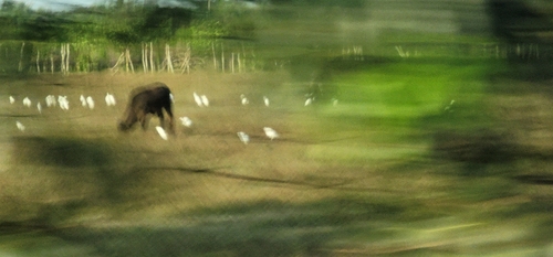 Western Cattle-Egret