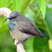 Seychelles Sunbird - Photo (c) Martin Hromada, all rights reserved, uploaded by Martin Hromada