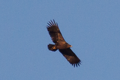 Greater Spotted Eagle