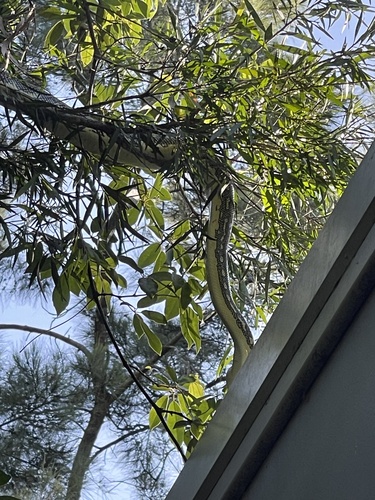 Diamond Python sighting