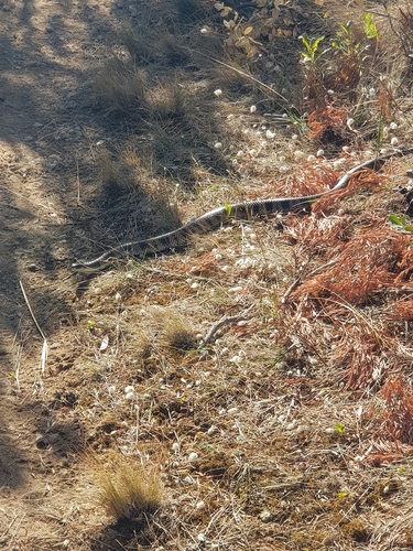 Tiger Snake sighting