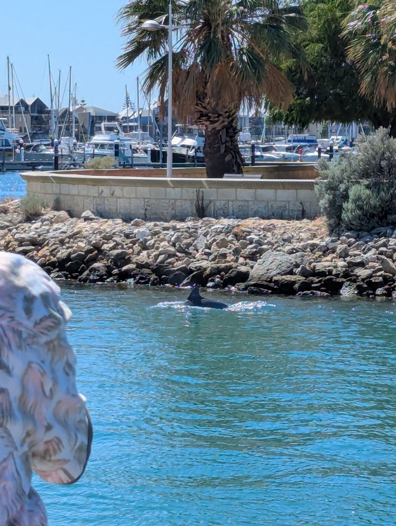 Tursiops aduncus<br>11 April, 2025