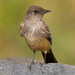 Say's Phoebe - Photo (c) BJ Stacey, all rights reserved
