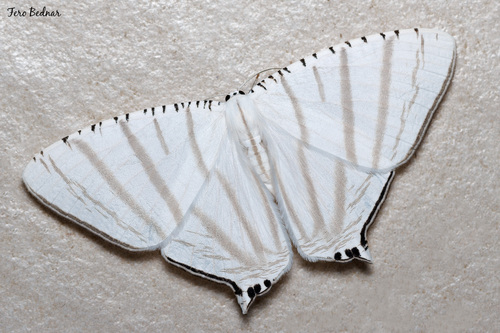 Urapteroides astheniata