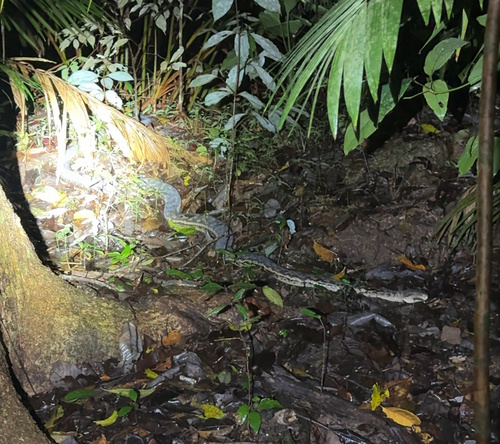 Australian Scrub Python sighting
