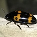 Red-banded Fungus Beetle - Photo (c) Rick, all rights reserved, uploaded by Rick