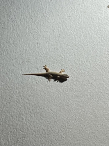 Flat-tailed House Gecko