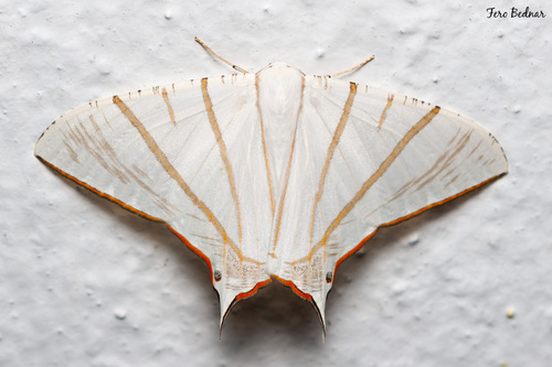 Ourapteryx