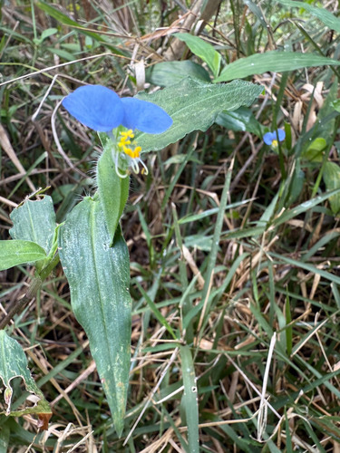whitemouth dayflower