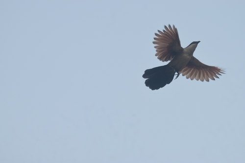 Senegal Coucal