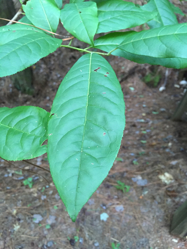 sourwood