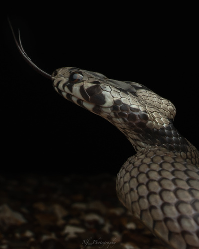 Pale-headed Snake sighting