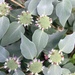 Pycnanthemum muticum - Photo (c) Ursula Mitra, todos los derechos reservados, uploaded by Ursula Mitra