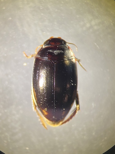 Platambus semivittatus