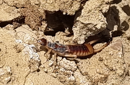 Shore Earwig
