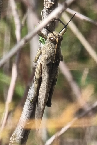 Egyptian Bird Grasshopper