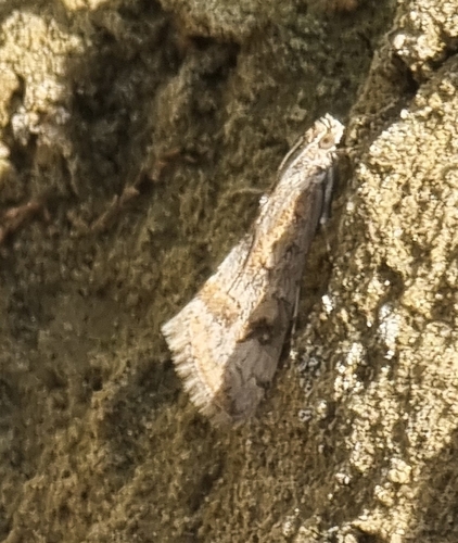 Cornifrons ulceratalis