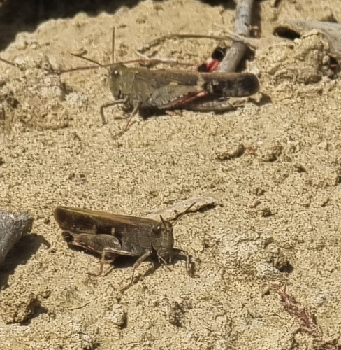 Broad Green-winged Grasshopper