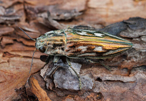 Chalcophora georgiana (LeConte, 1857)